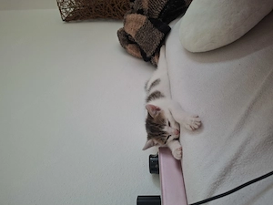 Katze zu Verschenken Bild 3