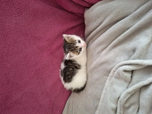 Katze zu Verschenken Bild 9