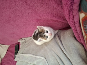 Katze zu Verschenken Bild 8