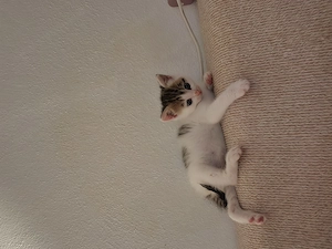 Katze zu Verschenken Bild 5
