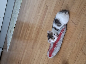 Katze zu Verschenken Bild 6