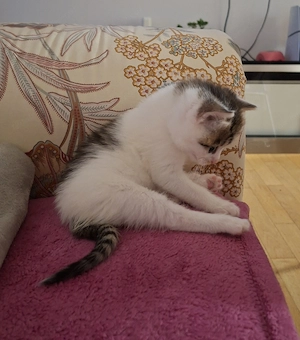 Katze zu Verschenken Bild 7