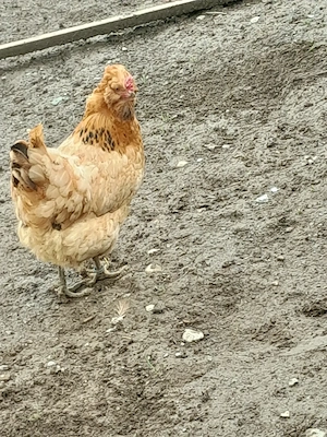 Gemischte Bruteier 
