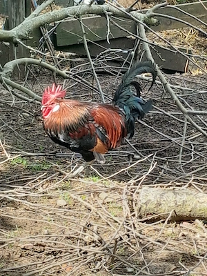 Gemischte Bruteier  Bild 3