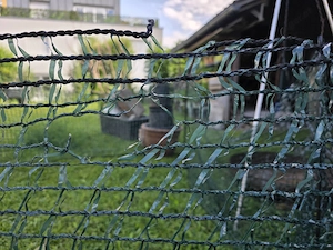 Kleintier Netz Grün  Bild 4