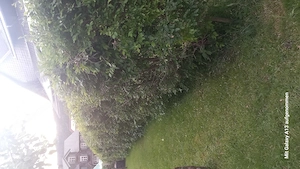Hecke zu Verschenken 