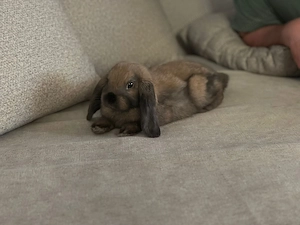 Zwergkaninchen zu verschenken  Bild 3