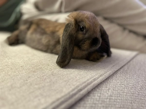 Zwergkaninchen zu verschenken  Bild 2