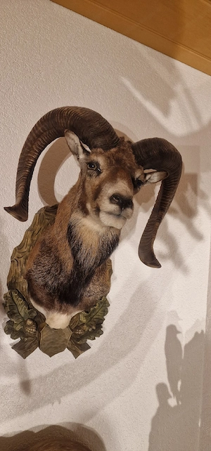 Mufflonwild