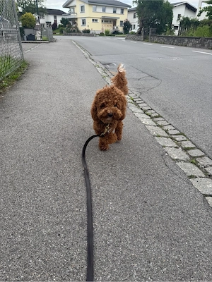 pudel 1jahre alt 