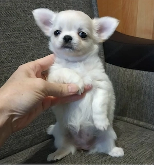 Süße Chihuahua Welpen abzugeben Bild 4