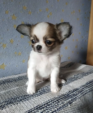 Süße Chihuahua Welpen abzugeben Bild 3