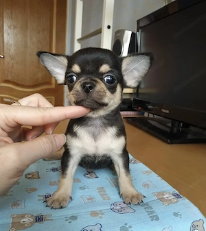Süße Chihuahua Welpen abzugeben Bild 2