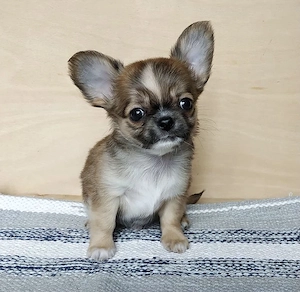 Süße Chihuahua Welpen abzugeben Bild 5