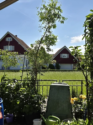 Eukalyptusbaum 