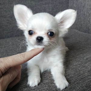Süße Chihuahua Welpen abzugeben Bild 4