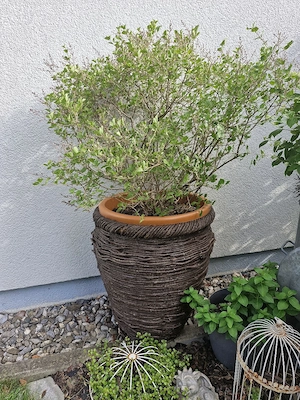 Flieder im Topf