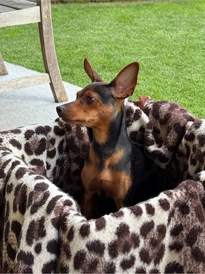 Hundewelpen Bild 4
