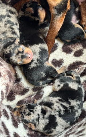 Hundewelpen Bild 5