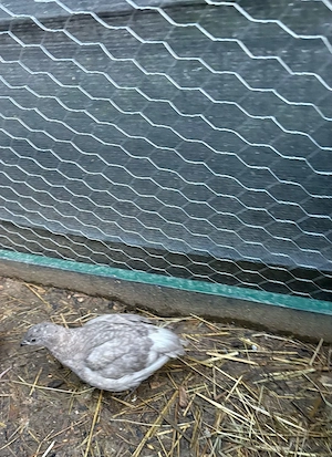 Wachtel Hähne zu verschenken Bild 3
