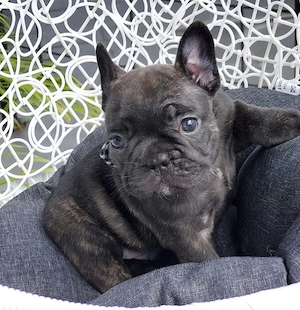 Französische Bulldogge-Welpen- mit Papieren Bild 2