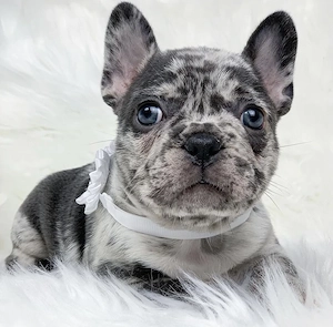 Französische Bulldogge-Welpen- mit Papieren Bild 5