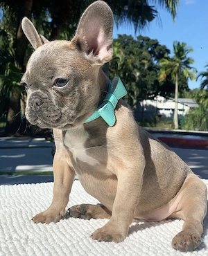 Französische Bulldogge-Welpen- mit Papieren Bild 3