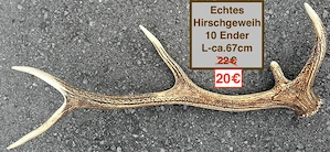 Gehörn Reh Kunststoff, Hirsch Geweih Deko-Pilze  Bild 2