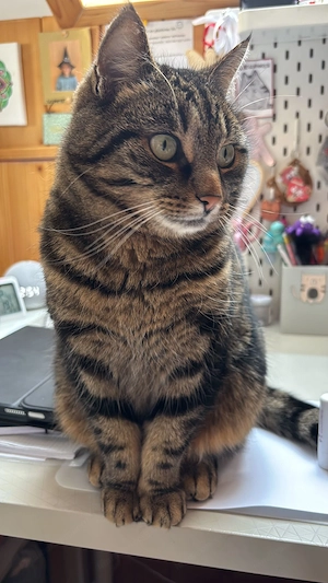 Unsere Katze Lilli vermisst in Langenegg 