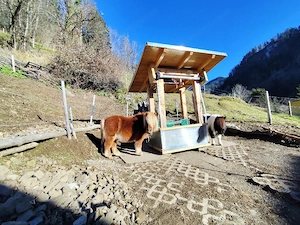 Vergebe Offenstallplatz an Pony Bild 2