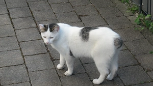 Katze vermisst in Lustenau, Bereich Forststrasse-Hohenemserstrasse