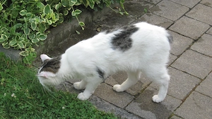Katze vermisst in Lustenau, Bereich Forststrasse-Hohenemserstrasse Bild 2