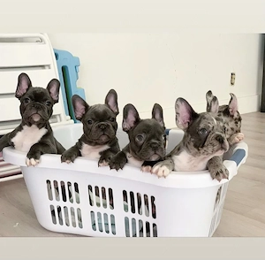 Französische Bulldogge-Welpen- mit Papieren Bild 2