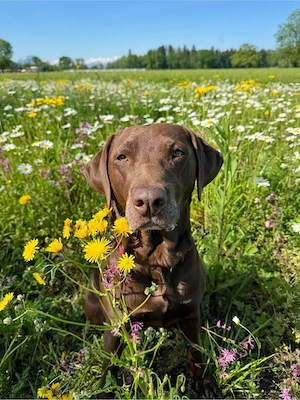 Hundesitter für Labbi Hündin (Dornbirn) gesucht!  Bild 5