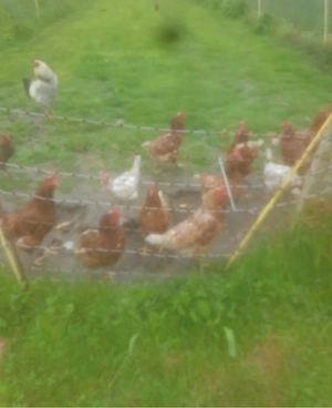Hühner zum Verkaufen Bild 3