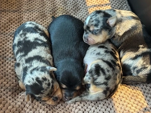 Hundewelpen