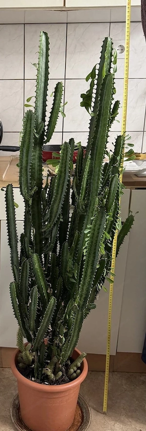 Kaktusähnliche Planze (afrikanischer Milchbaum)  Bild 2