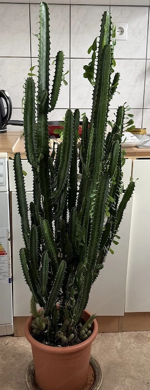 Kaktusähnliche Planze (afrikanischer Milchbaum) 