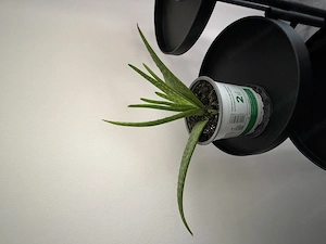 Zimmerpflanze Aloe Vera 