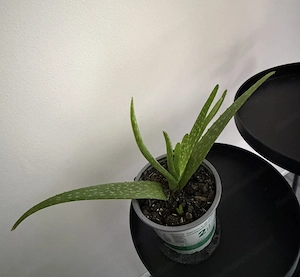Zimmerpflanze Aloe Vera  Bild 2