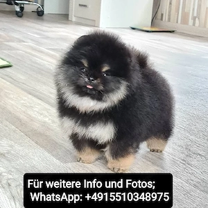 Zwergspitz Pomeranian Welpen ,reinrassig, liebevoll aufgezogen Bild 5