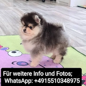 Zwergspitz Pomeranian Welpen ,reinrassig, liebevoll aufgezogen Bild 4