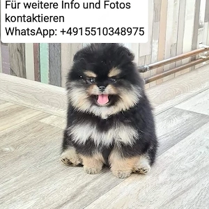 Zwergspitz Pomeranian Welpen ,reinrassig, liebevoll aufgezogen Bild 2