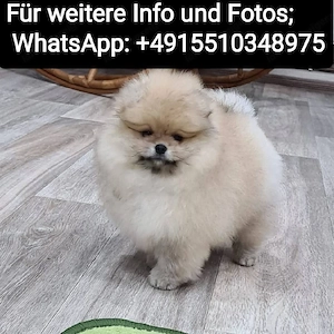 Zwergspitz Pomeranian Welpen ,reinrassig, liebevoll aufgezogen Bild 3