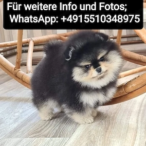 Zwergspitz Pomeranian Welpen ,reinrassig, liebevoll aufgezogen Bild 6
