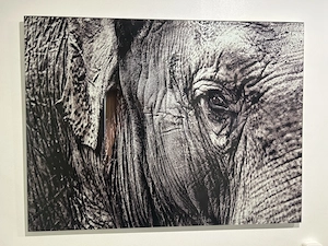 Fotodruck auf Glas, "The Elephant", 80 x 60 cm, Glasdruck Bild 2