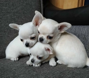 Reinrassige KH LH Chihuahua Welpen  Bild 3