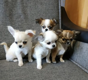 Reinrassige KH LH Chihuahua Welpen  Bild 2