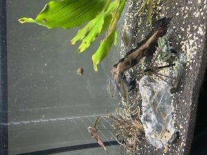 Aquarium 95 Liter Bild 2