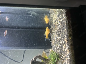 Aquarium 95 Liter Bild 3
